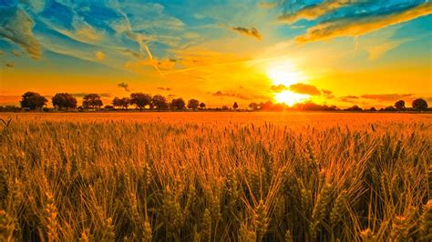 sunset-and-wheat-field-wallpaper-hd-awesome-beautiful-hd-high-quality-nature-beautiful-desktop ...