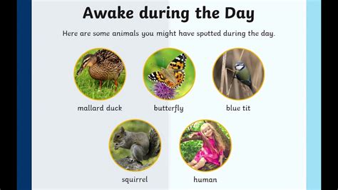 Nocturnal and Diurnal Animals KS2 1 - YouTube