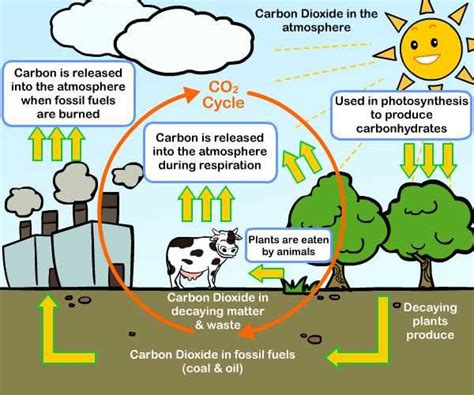 What are the sources of carbon dioxide gas? | Science online