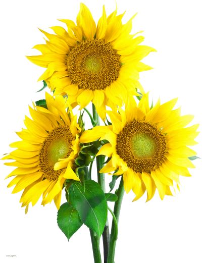 Sunflower On Transparent Background