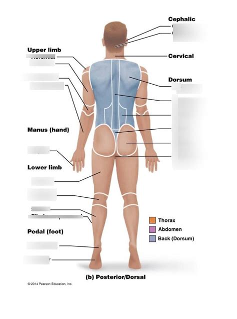 posterior/dorsal view Diagram | Quizlet