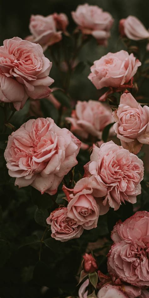 Pin by Matthew on Wallpapers | Flower aesthetic, Pink flowers photography, Flower phone wallpaper