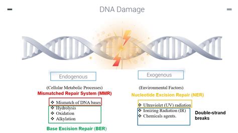 DNA Repair Mechanisms Part 1 - YouTube