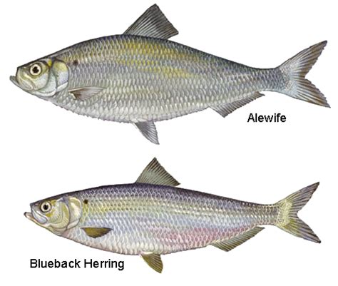 Maryland Fish Facts