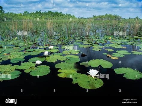 Okefenokee Swamp Plants