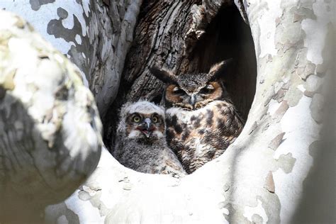 Great Horned Owl Nest Photograph by Gary Wightman - Fine Art America