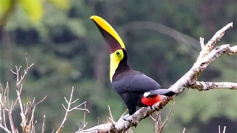 Yellow-throated Toucan calling - YouTube