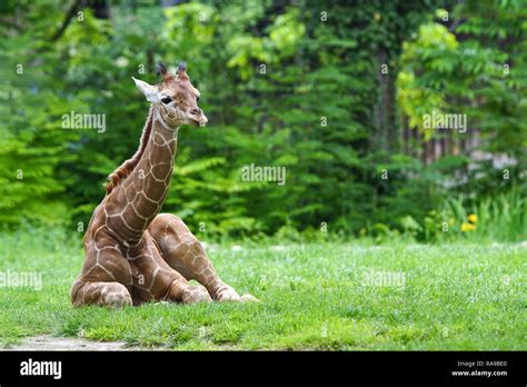 Sore neck animal hi-res stock photography and images - Alamy