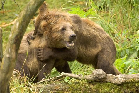 Free picture: brown bear, cubs, play