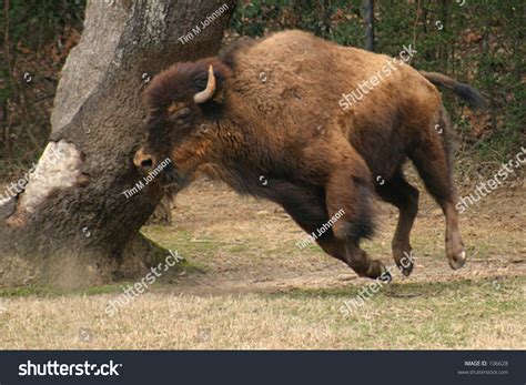 Zdjęcie stockowe „Buffalo Running” (106628) | Shutterstock