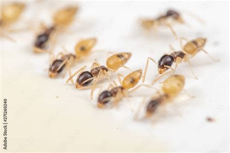 Learn About Ghost Ants | Ant Pest Control Services Naples, FL