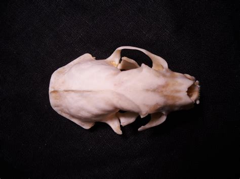 Discount Domestic Ferret Skull Real Bone Animal Skull Weasel