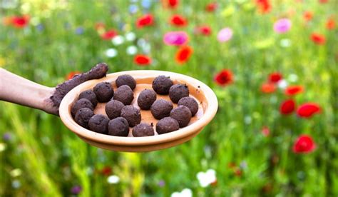 Seed balls: The benefits of using them in your garden