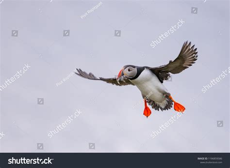 5,139 Puffin flying Images, Stock Photos & Vectors | Shutterstock