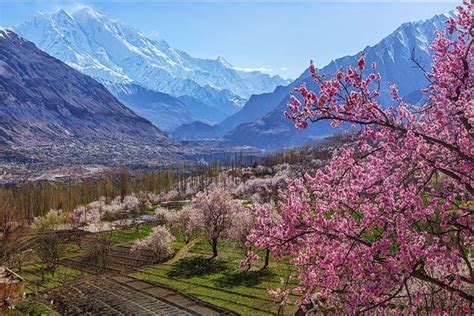 Hunza Gojal Valley Cherry Blossom Tour - Tripoto