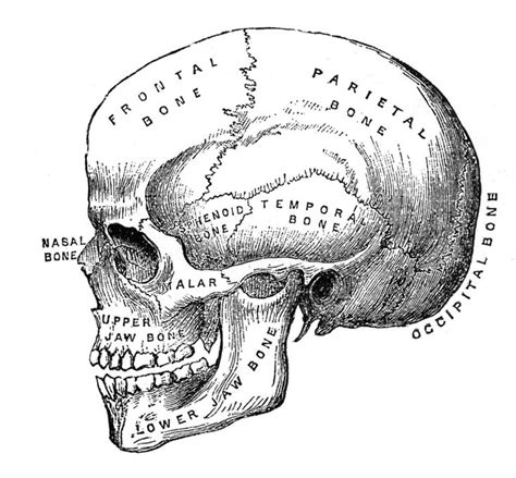 6 Skull Images - Vintage Anatomy Clip Art - Bones in 2020 | Skull illustration, Medical drawings ...