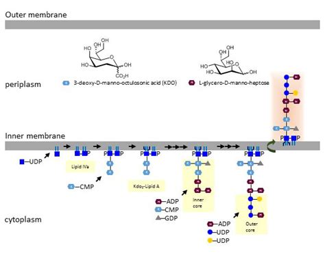 Lipopolysaccharide | Department of Physiology | UZH