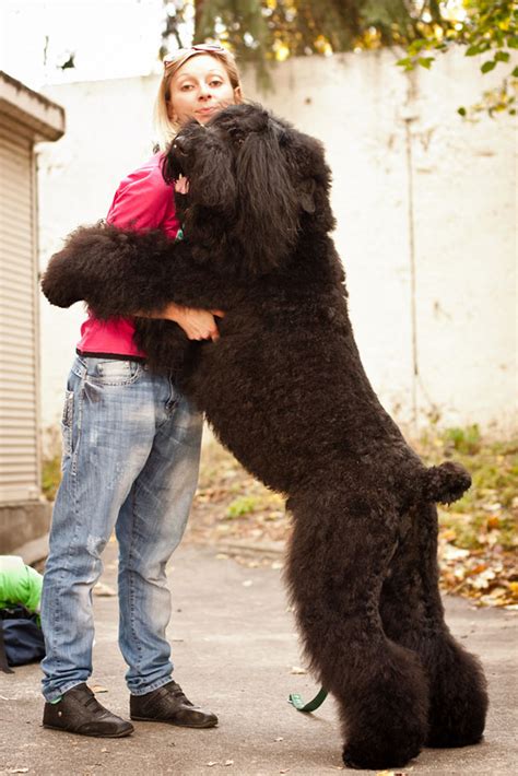 26 Dogs Hugging Their Humans | Bored Panda