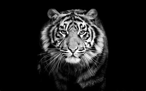 Black And White Tigers Wallpapers - Wallpaper Cave