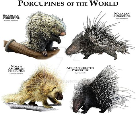 Porcupines of the World by rogerdhall on DeviantArt