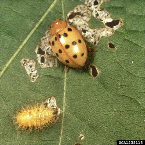 Dealing with Mexican Bean Beetles in Your Georgia Garden – Center for ...