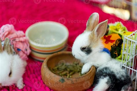 Cute little white rabbit Pet care concept With copy space 6729984 Stock ...