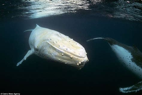 The oceans' spookiest inhabitant... the GHOST WHALE | Albino animals ...