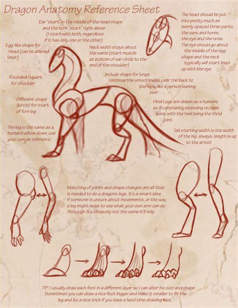 Dragon Anatomy Reference Sheet by KyriaDori on DeviantArt