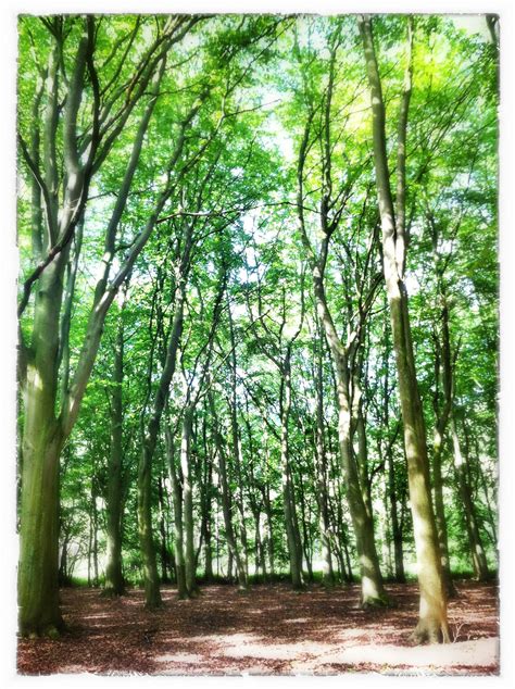 Thetford forest | Thetford forest, Forest, Tree