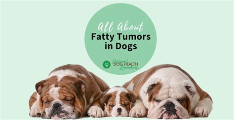 Fatty Tumors in Dogs - Causes and Natural Treatment