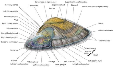 Mollusk Diagram