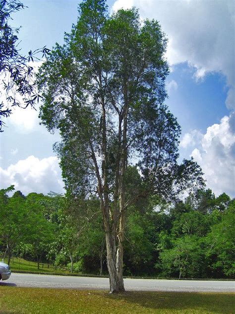 Melaleuca Leucadendra L...pohon kayu putih | still in proble… | Flickr