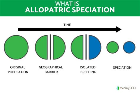 Allopatric Speciation - Examples and Characteristics