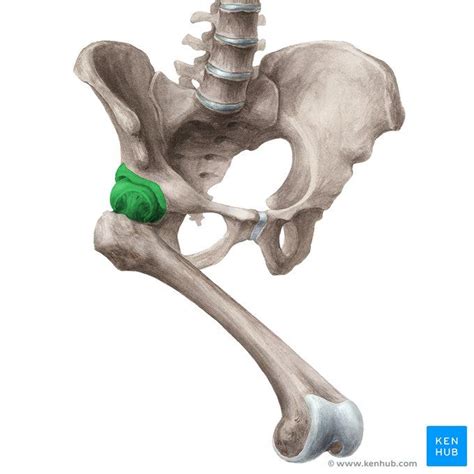 FABER Test | Joints anatomy, Body bones, Hip anatomy