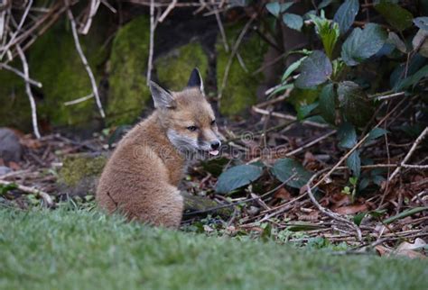 Urban Fox Cubs Emerging from Their Den To Explore the Garden Stock Image - Image of tree ...