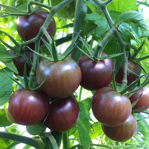 Buy Black Cherry Tomato Seeds Online In India - Mtseedbank.in