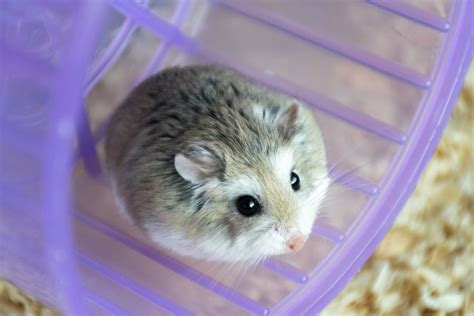 The 5 Most Popular Hamster Species Kept as Pets