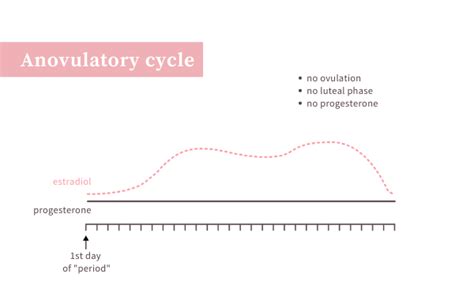 Ovulation Is the Main Event of the Menstrual Cycle