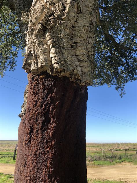 Cork Oak (Quercus suber) in Portugal : r/marijuanaenthusiasts