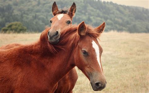 Cute Baby Horses Wallpapers - Top Free Cute Baby Horses Backgrounds - WallpaperAccess