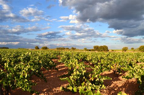 Bodegas Sierra Norte (Ananto) - GRAPE