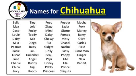 Names for Chihuahua (Cute, Funny & Pet) - Vocabulary Point