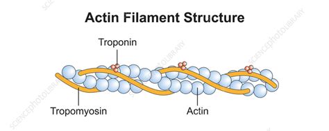 Actin filament structure, illustration - Stock Image - F038/0999 ...