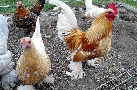 Bantam Chickens - The Ultimate Guide on Breeds, Eggs, Size and Care Guide