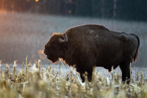 Premium Photo | European bison