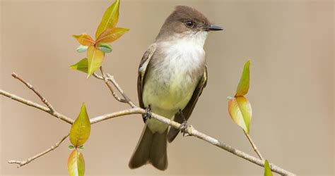 One of our most familiar eastern flycatchers, the Eastern Phoebe’s raspy “phoebe” call is a ...