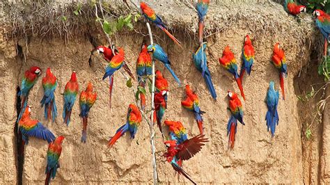 Guide for bird watching in Peru: Updated guide 2021 | Blog Machu Travel Peru