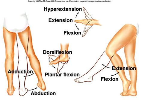 11 best Flexion extension images on Pinterest | Physical therapy ...