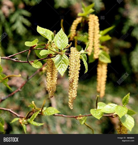 Hazel Flowers Image & Photo (Free Trial) | Bigstock