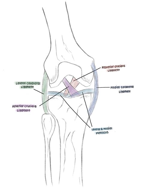 Navigating ACL Tears: Understanding the Injury, Symptoms and Road to ...